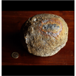 Geöltes Achat-Ei - geschnitten - Gewicht: 3600g